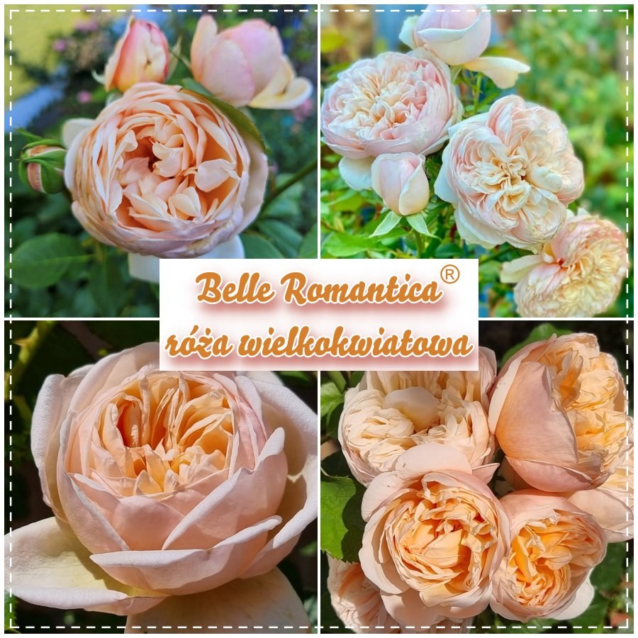 Belle Romantica róża wielkokwiatowa